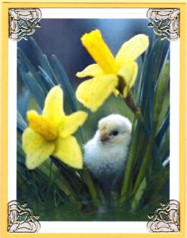 daffodil chick