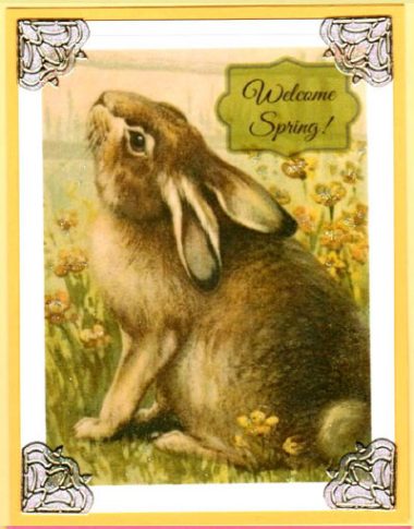 spring rabbit