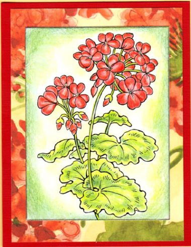 classic geranium