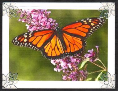 beautiful butterflies