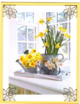 march birthday daffodil