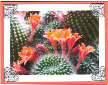 cactus splendor
