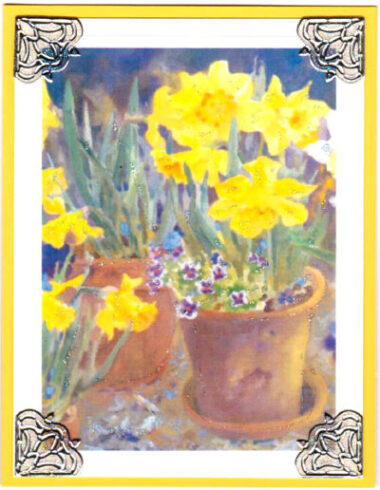 potted daffodils