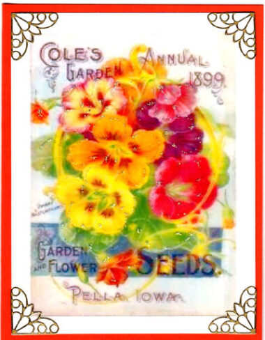 nasturtiums flowerseed cards