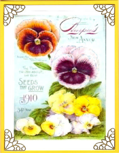 pansies flowerseed card kits