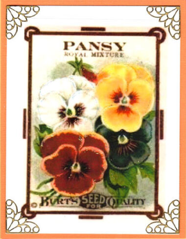 pansy portrait flowerseed cards