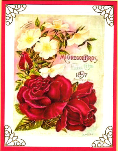 roses flowerseed card kits