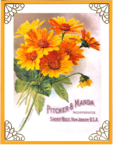 sunflowers flowerseed cards