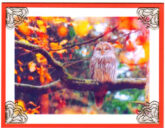 autumn owl