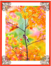 autumn treetop