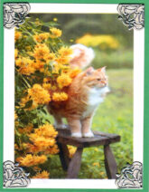 Orange Spice
