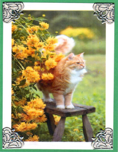 Orange Spice