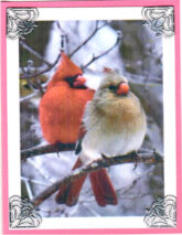 Cardinal Couple