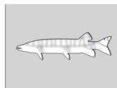 Muskie